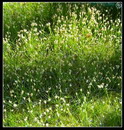 علف مویی